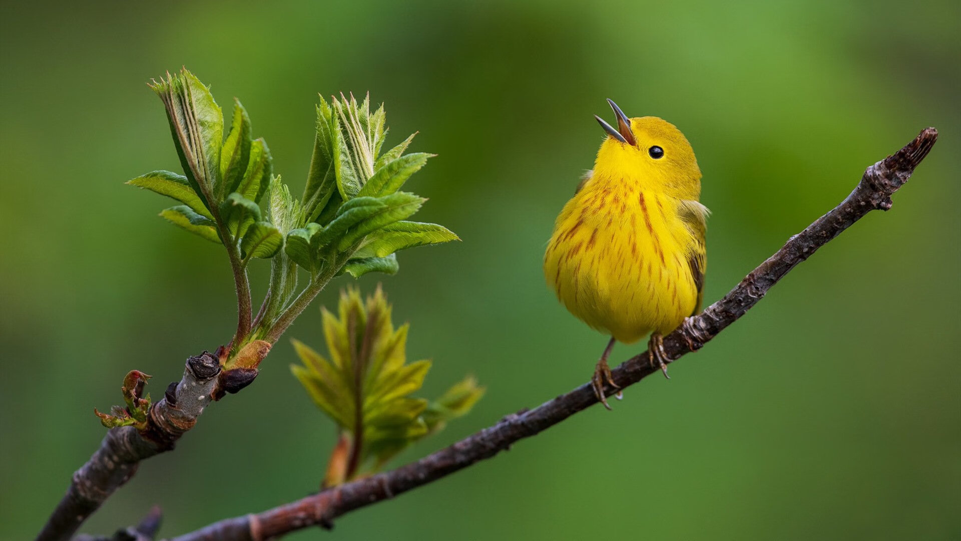 乐鱼体育下载入口-曼联青训小将首次首发表现惊艳，曼联近几年青训